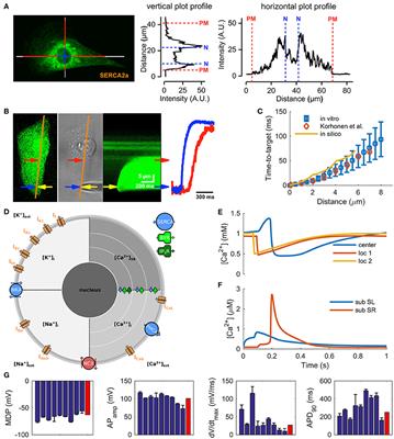 Structural Immaturity of Human iPSC-Derived Cardiomyocytes: In Silico Investigation of Effects on Function and Disease Modeling